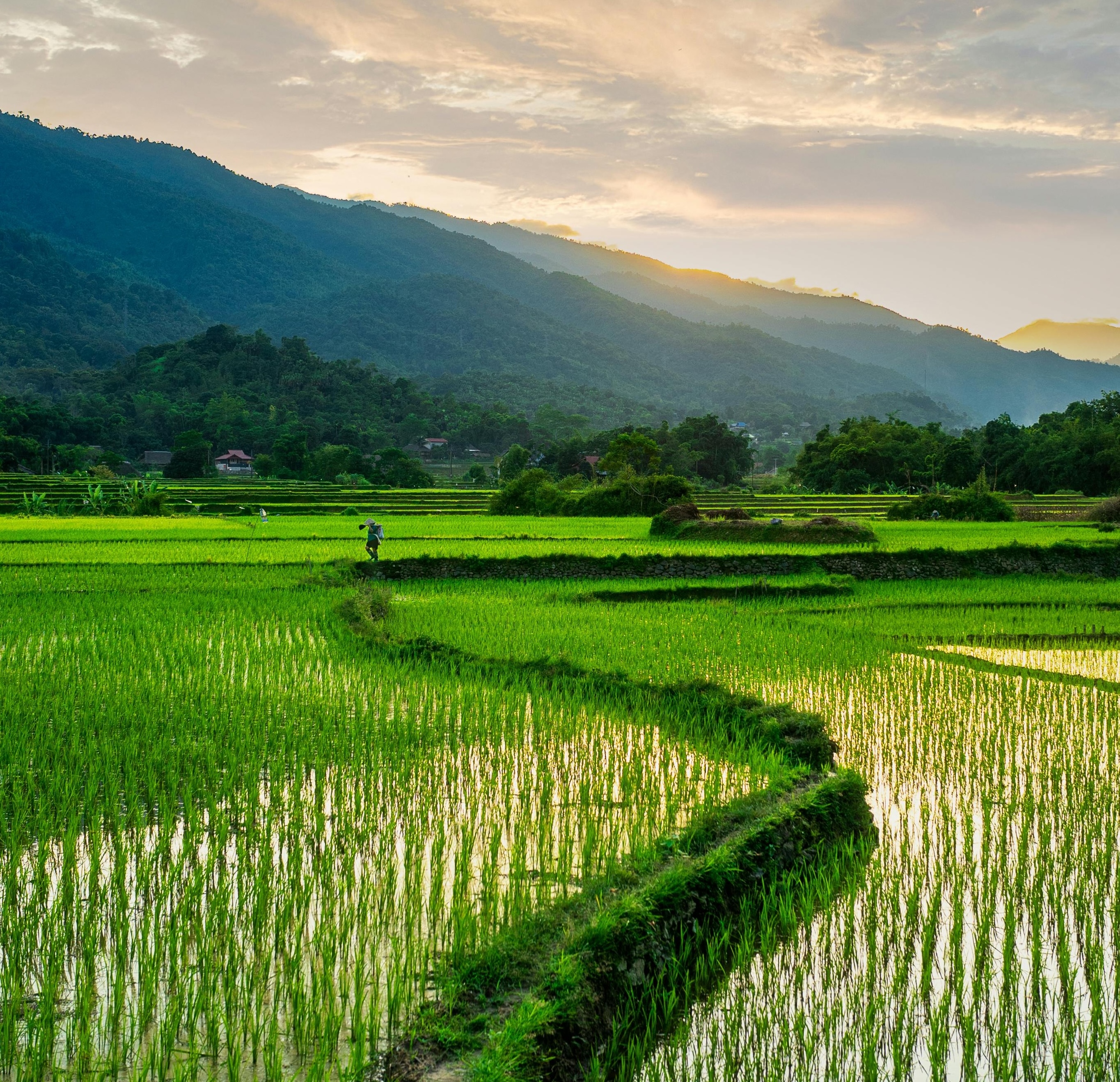Background of Rice